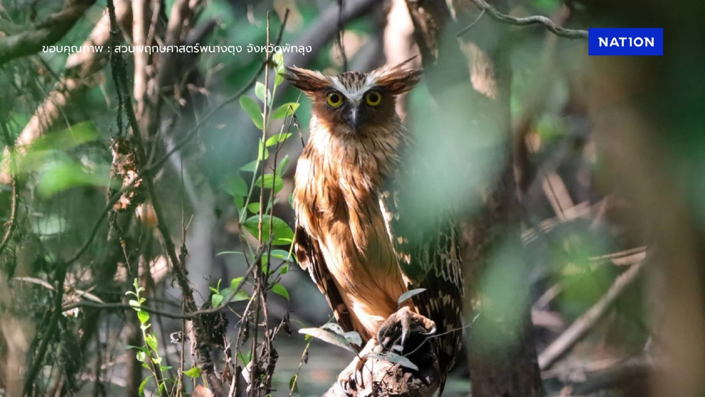 พารู้จัก "นกทึดทือมลายู" นักล่ายามราตรี ที่ดูแล้วคมเข้ม
