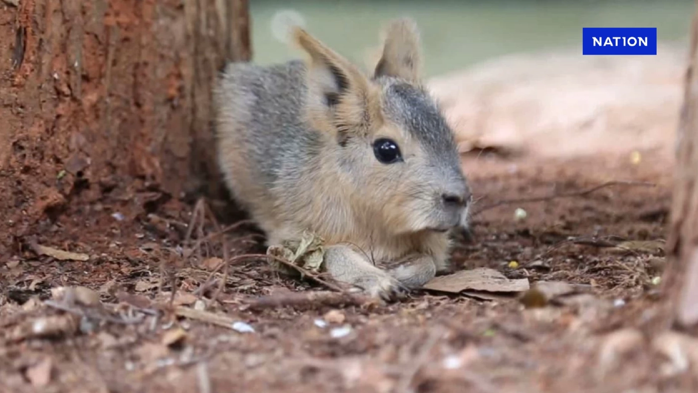สวนสัตว์โคราช เปิดตัวสมาชิกใหม่ ลูก "มาร่า" พร้อมอวดความน่ารัก