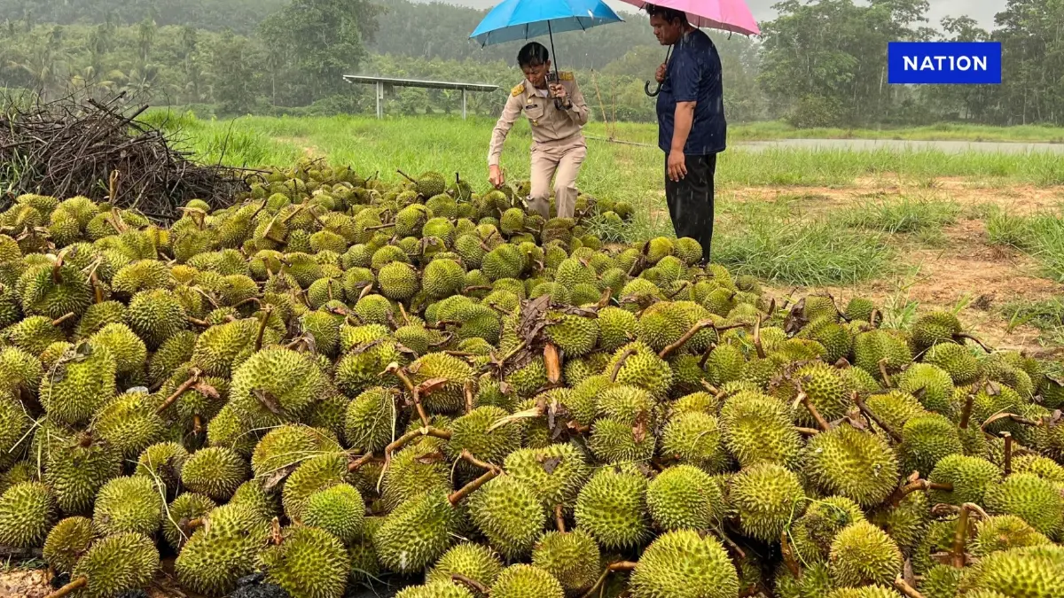 เปิดใจชาวสวนทุเรียน พายุวูบเดียว ร่วง 5 ตัน เปิดความเสียหาย เปิดใจชาวสวนทุเรียน พายุวูบเดียว ร่วง 5 ตัน เปิดความเสียหาย
