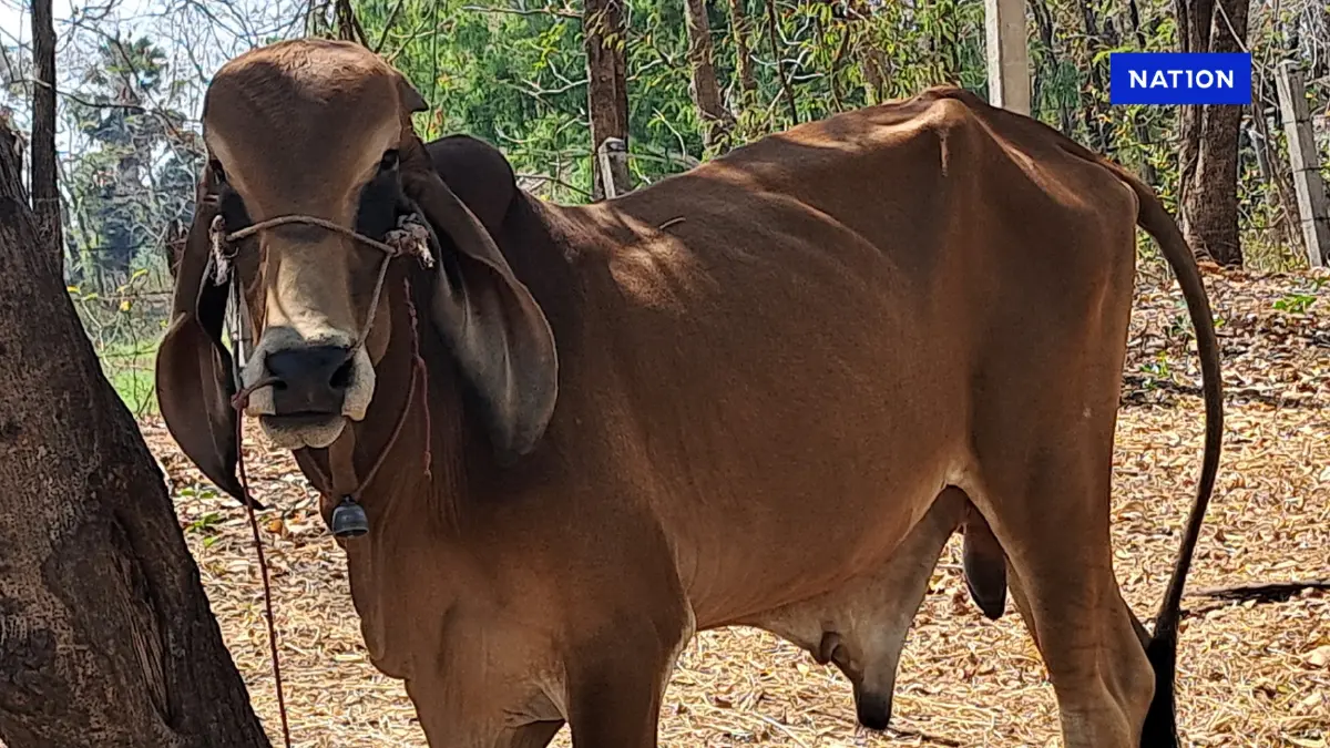 ประกาศเขตโรคระบาดชั่วคราว หลังพบโคเนื้อตายด้วยโรคพิษสุนัขบ้า ประกาศเขตโรคระบาดชั่วคราว หลังพบโคเนื้อตายด้วยโรคพิษสุนัขบ้า