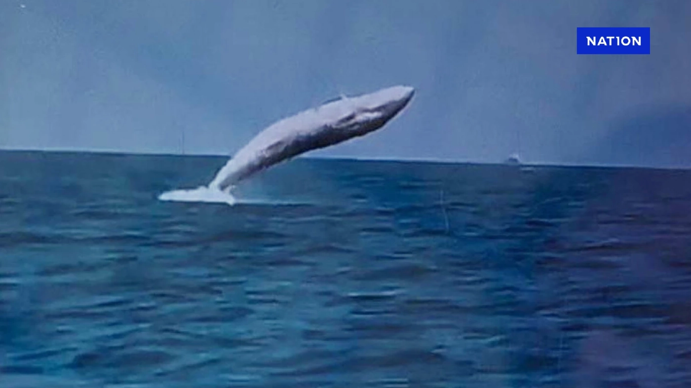"วาฬบรูด้า" โผล่กระโดดเล่นน้ำ กลางทะเลบางแสน ชาวประมงถ่ายคลิปไว้ได้ "วาฬบรูด้า" โผล่กระโดดเล่นน้ำ กลางทะเลบางแสน ชาวประมงถ่ายคลิปไว้ได้