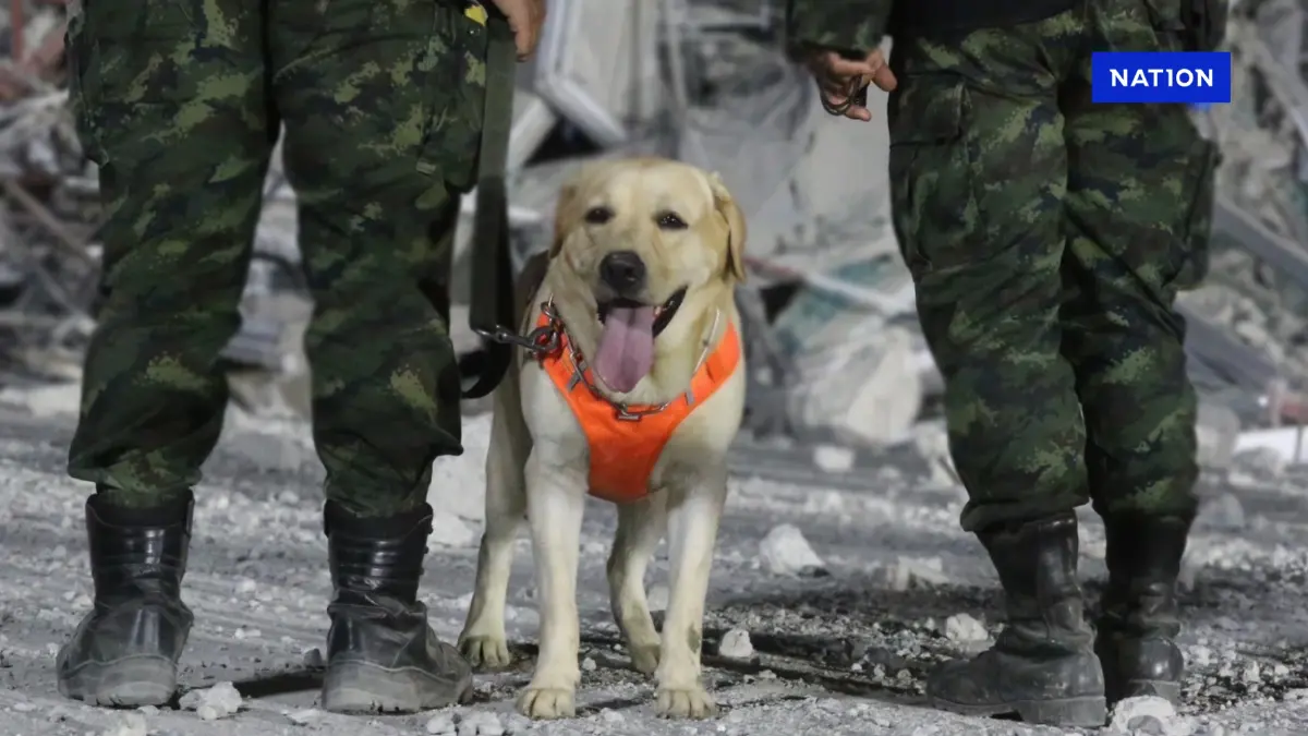 ทบ. ยัน ไม่มีเปิดรับบริจาคสำหรับ "สุนัขทหาร K-9" ย้ำ ผู้เชี่ยวชาญดูแลน้องอย่างดี ทบ. ยัน ไม่มีเปิดรับบริจาคสำหรับ "สุนัขทหาร K-9" ย้ำ ผู้เชี่ยวชาญดูแลน้องอย่างดี