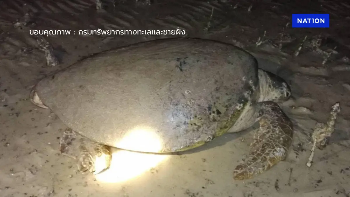 พบ "เต่าตนุ" เกยตื้นหาดท่าหลา ภูเก็ต จนท.รุดช่วยเหลือ พบ "เต่าตนุ" เกยตื้นหาดท่าหลา ภูเก็ต จนท.รุดช่วยเหลือ