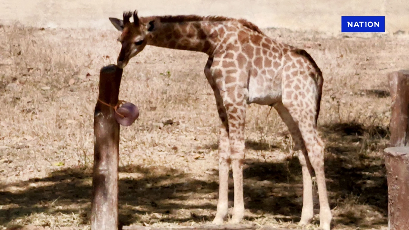 สวนสัตว์เชียงใหม่ เปิดตัวสมาชิกใหม่ "ลูกยีราฟ" พร้อมชวนโหวตชื่อ ลุ้นรางวัล