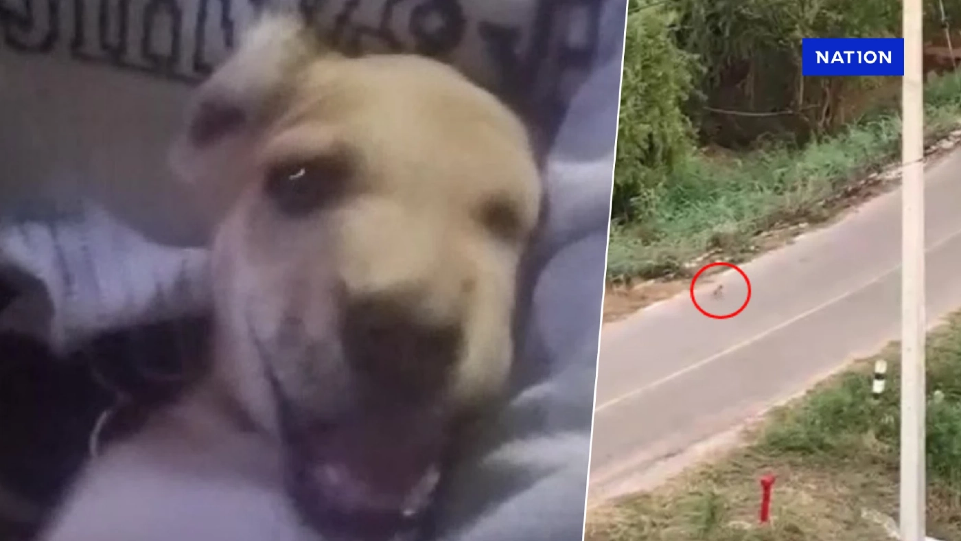 เจอแล้ว น้องหมาโดนทิ้ง วิ่งตามเจ้าของ ล่าสุดมีคนใจบุญรับเลี้ยง ตั้งชื่อ "รันนิ่ง"