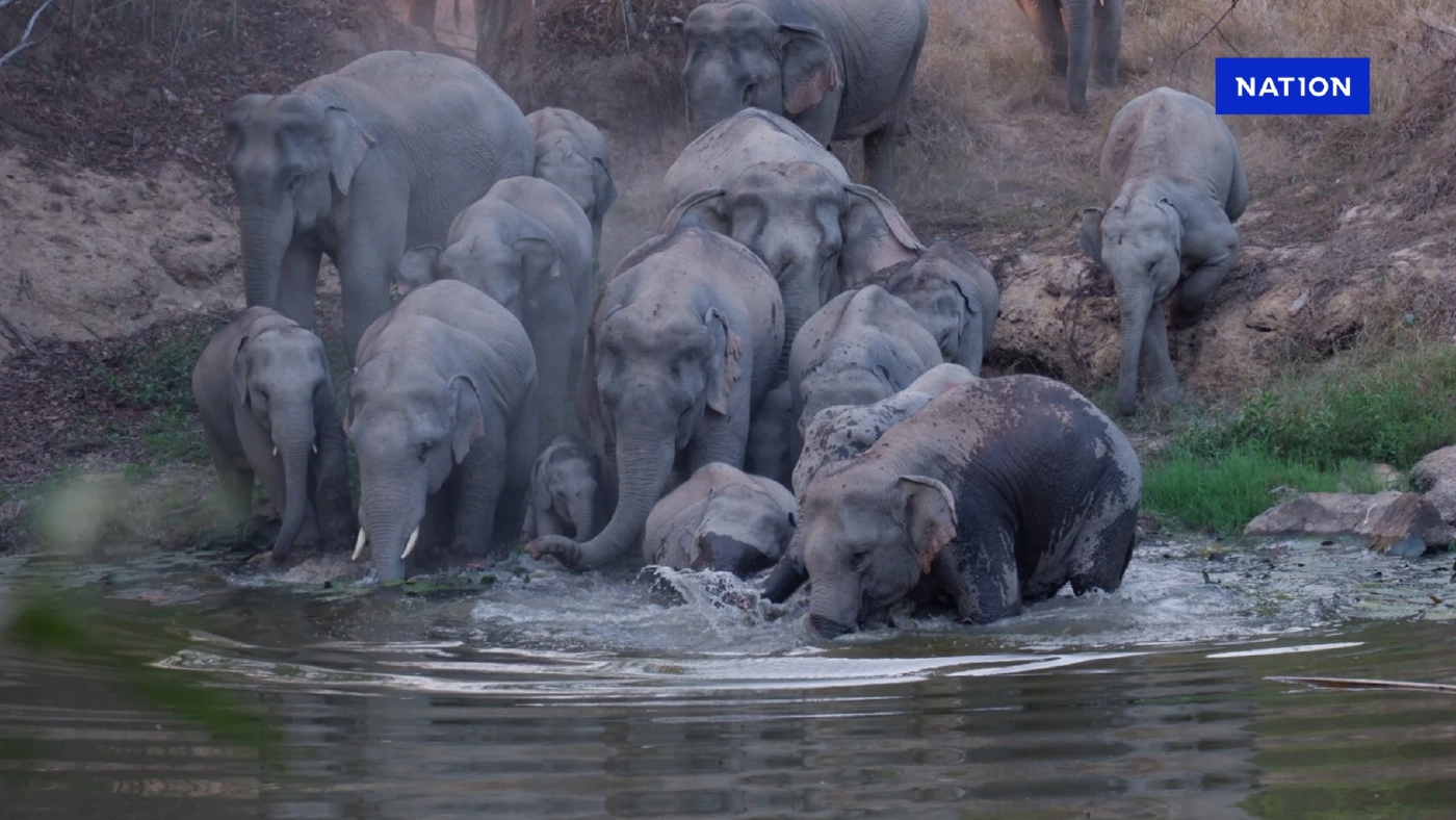 13 มีนาคม "วันช้างไทย" ชวนรู้จัก 10 เรื่องน่ารู้ของช้าง