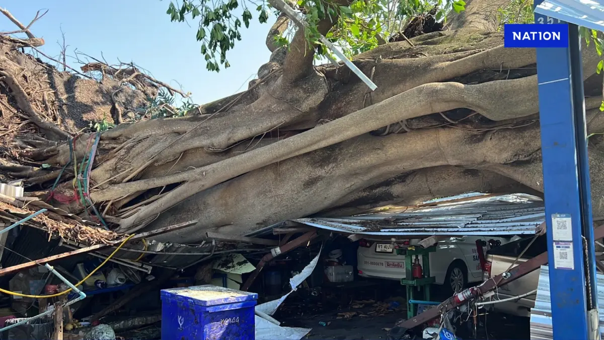 พายุฤดูร้อนถล่มเชียงใหม่ ต้นไม้ยักษ์โค่นทับอู่รถ-ร้านส้มตำยับ พายุฤดูร้อนถล่มเชียงใหม่ ต้นไม้ยักษ์โค่นทับอู่รถ-ร้านส้มตำยับ