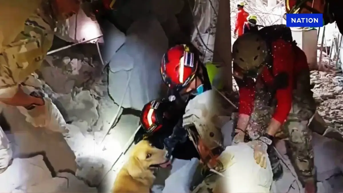 กู้ภัยใช้มือขุดโพรง พร้อมนำสุนัข K9 ร่วมค้นหาผู้รอดชีวิต กู้ภัยใช้มือขุดโพรง พร้อมนำสุนัข K9 ร่วมค้นหาผู้รอดชีวิต