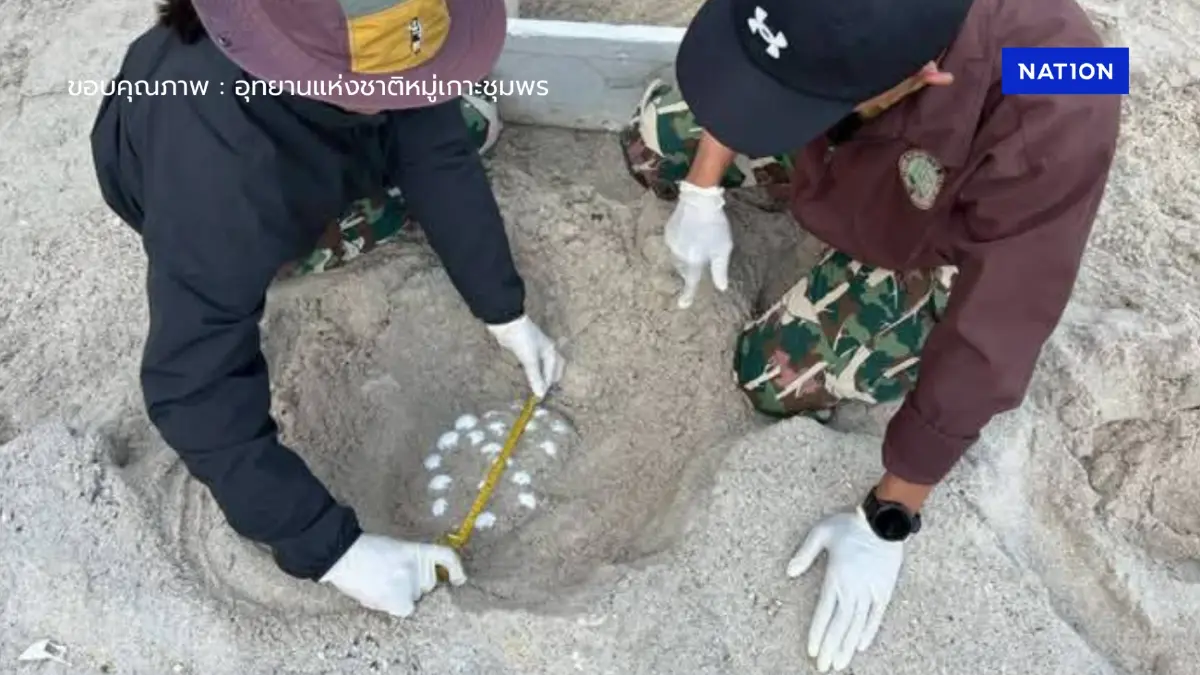 เต่ากระขึ้นวางไข่ 143 ฟอง บนเกาะลังกาจิว จนท.ขนย้ายไปที่ปลอดภัย