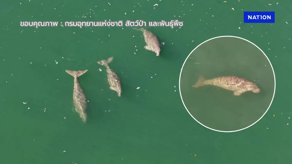 ข่าวดี! พบฝูงพะยูน 23 ตัว ว่ายอวดโฉมหากิน ที่เกาะลิบง-เกาะมุกด์