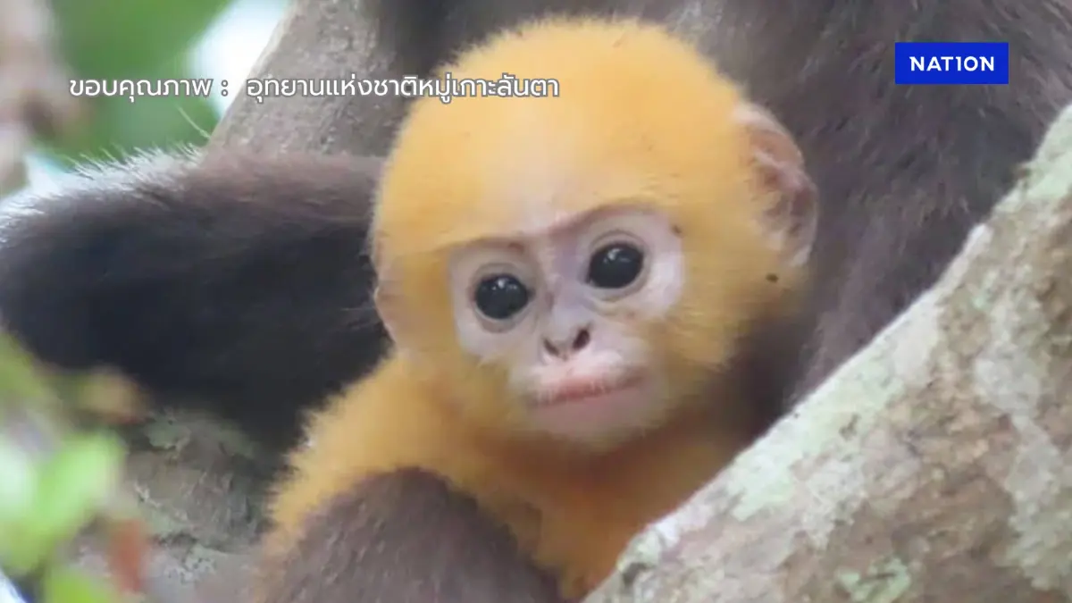 เผยภาพน่ารัก ทายาทค่างแว่นถิ่นใต้ แห่ง อช.หมู่เกาะลันตา