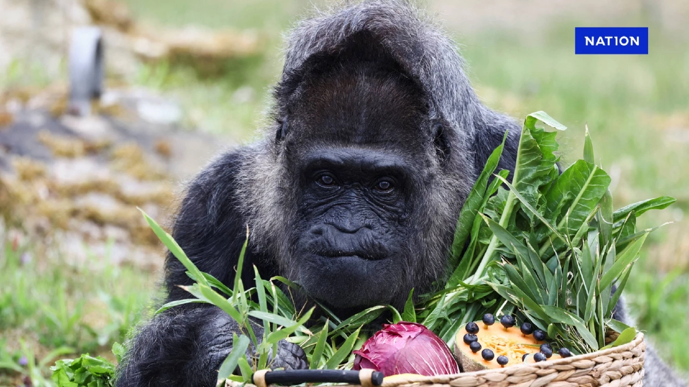 กอริลลาอายุยืนที่สุดในโลก ฉลองวันเกิด 68 ปี ในสวนสัตว์เบอร์ลิน กอริลลาอายุยืนที่สุดในโลก ฉลองวันเกิด 68 ปี ในสวนสัตว์เบอร์ลิน