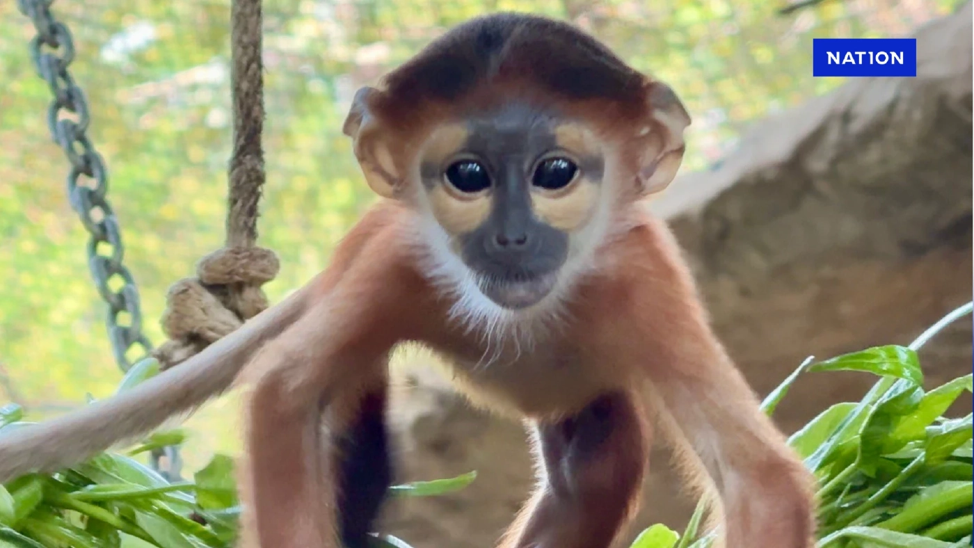 เผยโฉม "ลูกค่างห้าสี" สัตว์ป่าใกล้สูญพันธุ์ สมาชิกใหม่สวนสัตว์ฯ เขาเขียว