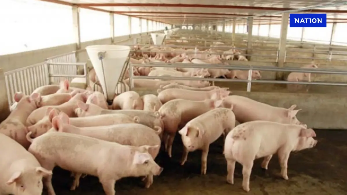 เกษตรกรค้านนำเข้าเนื้อหมูสหรัฐฯ เสี่ยงกระทบวงจรพังทั้งประเทศ