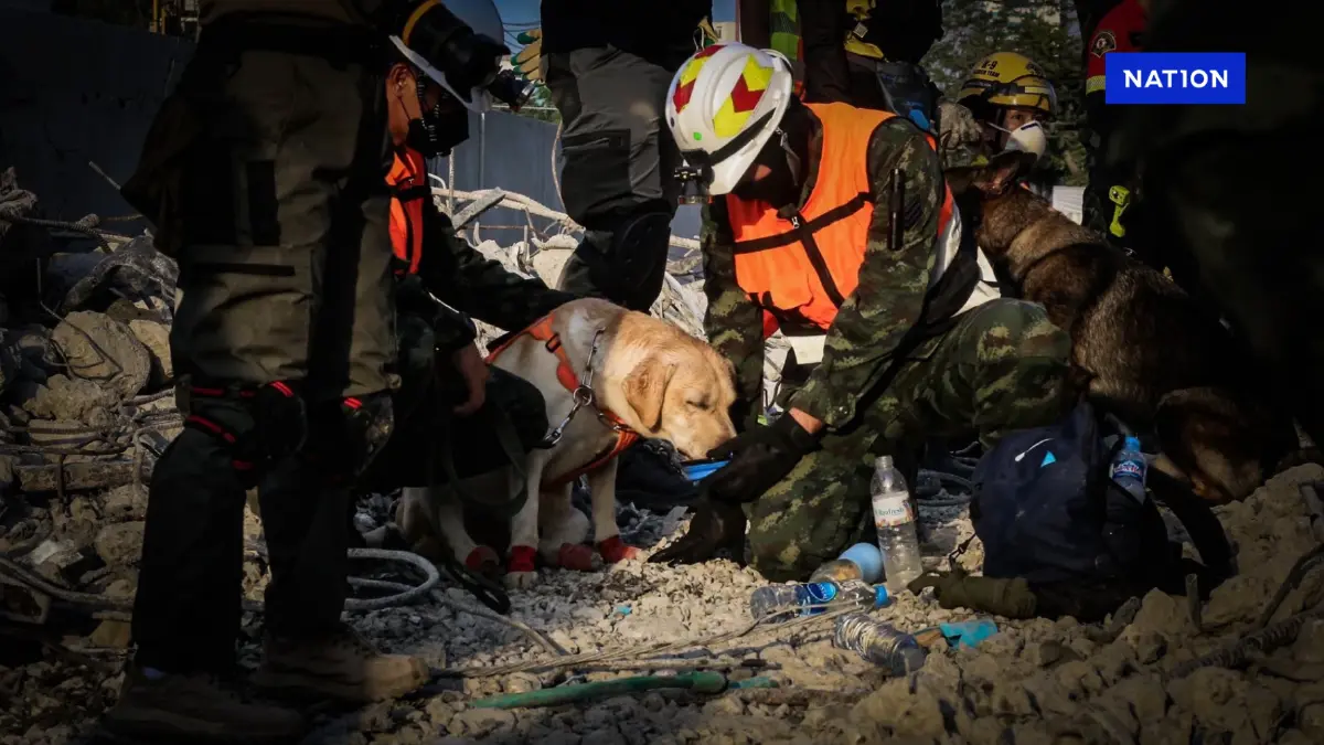 เปิดภาพภารกิจ "สุนัข K9" กู้ภัยตึกถล่ม ย้ำความปลอดภัยเป็นสำคัญ