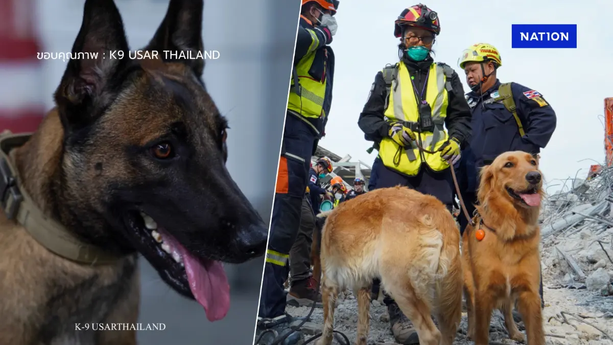 เปิดภาพ วันที่ 6 ของภารกิจ "สุนัข K9" ช่วยค้นหาผู้รอดชีวิต ตึก สตง.ถล่ม