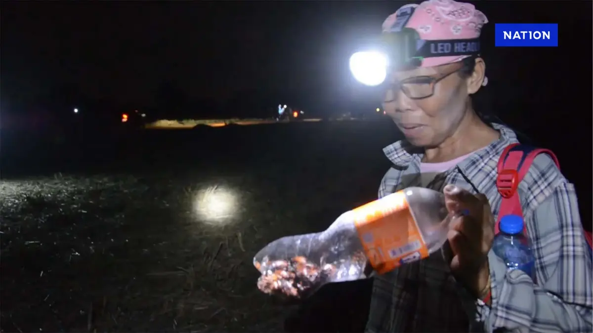 ชาวบ้านออกหา "แมงมาลี" 1 ปี มี 1 ครั้ง ราคาขายพุ่ง กก. ละ 800 - 1,000 บาท