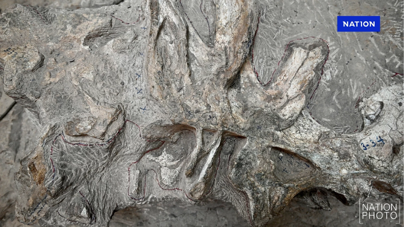 พบ ยักษ์ใหญ่แห่งหุบเขาไดโนเสาร์ภูเวียง "ฟอสซิลไดโนเสาร์" สายพันธุ์ใหม่