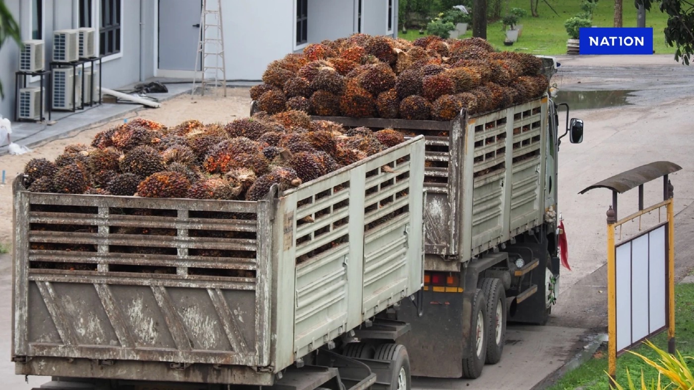 พาณิชย์สั่งตรึงราคารับซื้อปาล์มน้ำมัน 5 บาท/กก. อุ้มเกษตรกร พาณิชย์สั่งตรึงราคารับซื้อปาล์มน้ำมัน 5 บาท/กก. อุ้มเกษตรกร