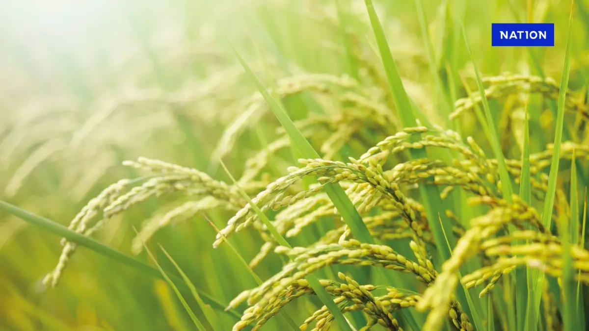 พาณิชย์ดันข้าวไทยตลาดโลก ตั้งเป้าส่งออกทะลุ 7.5 ล้านตัน