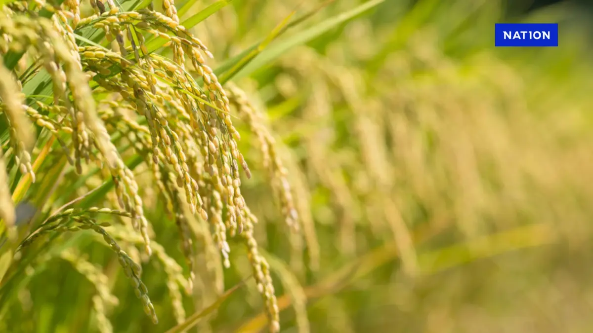 พาณิชย์จับตาข้าวกัมพูชาแอบอ้างเป็นข้าวหอมมะลิไทยขายในจีน