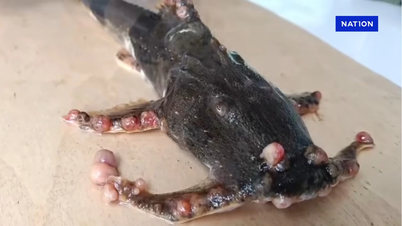 แม่น้ำกกพบปลาป่วยเพิ่ม!  ตุ่มขึ้นผิดปกติ ส่งตรวจอีก 5 ชนิด