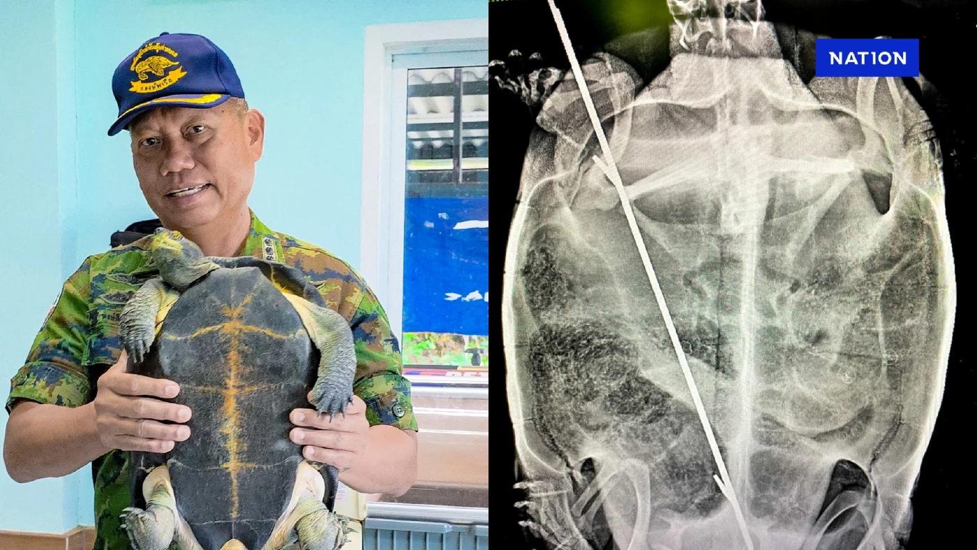 รพ.เต่า กองทัพเรือ ผ่าตัดช่วย "เต่าบัว" ถูกฉมวกแทงปักอกลึก 30 ซม. รพ.เต่า กองทัพเรือ ผ่าตัดช่วย "เต่าบัว" ถูกฉมวกแทงปักอกลึก 30 ซม.