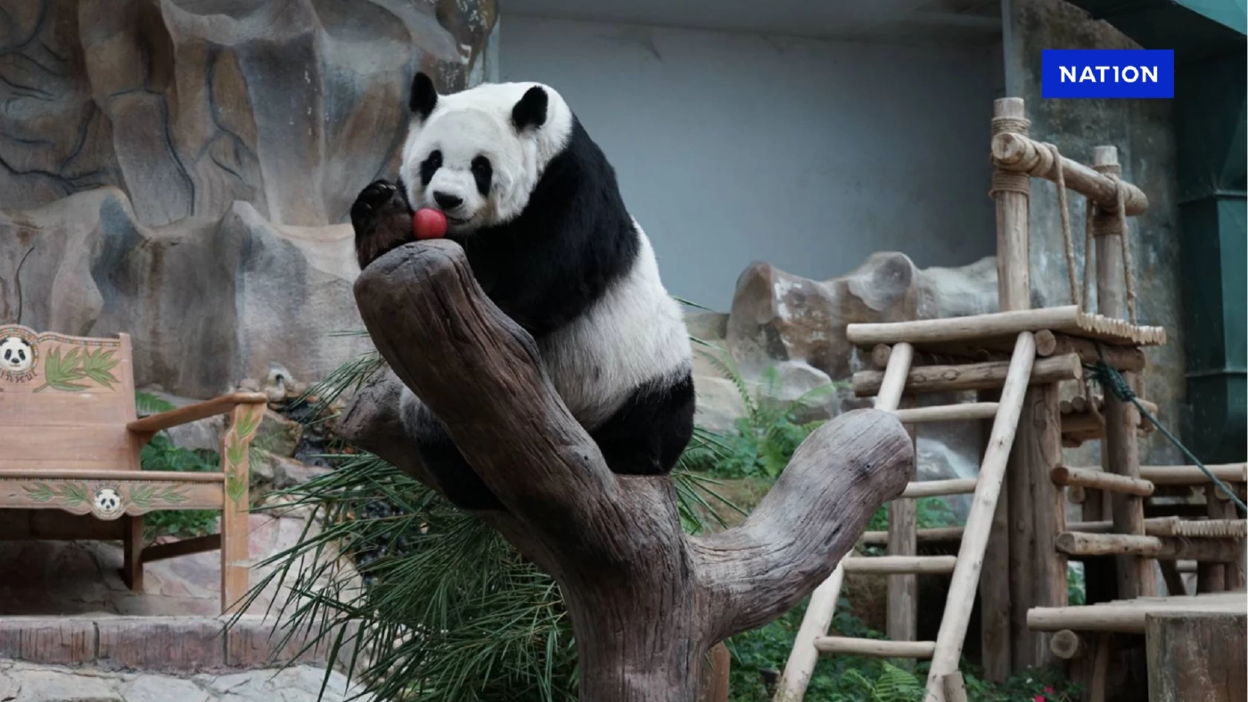 สวนสัตว์เชียงใหม่ เร่งเตรียมพื้นที่ รับ แพนด้า คู่ใหม่ปลายปีนี้