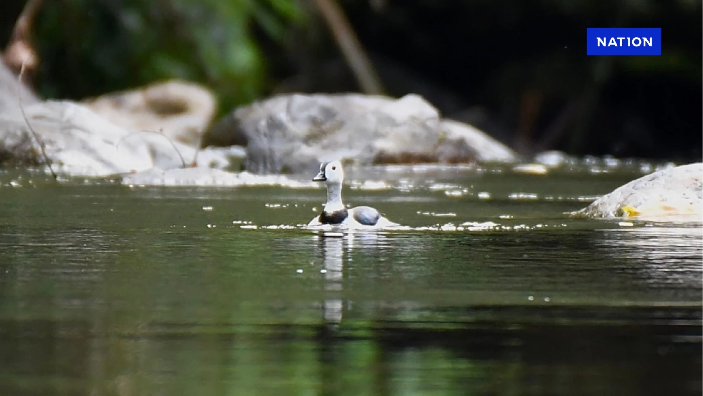 ข่าวดีจากป่ามรดกโลก! พบ "เป็ดคับแค" ครั้งแรกในอุทยานฯแก่งกระจาน