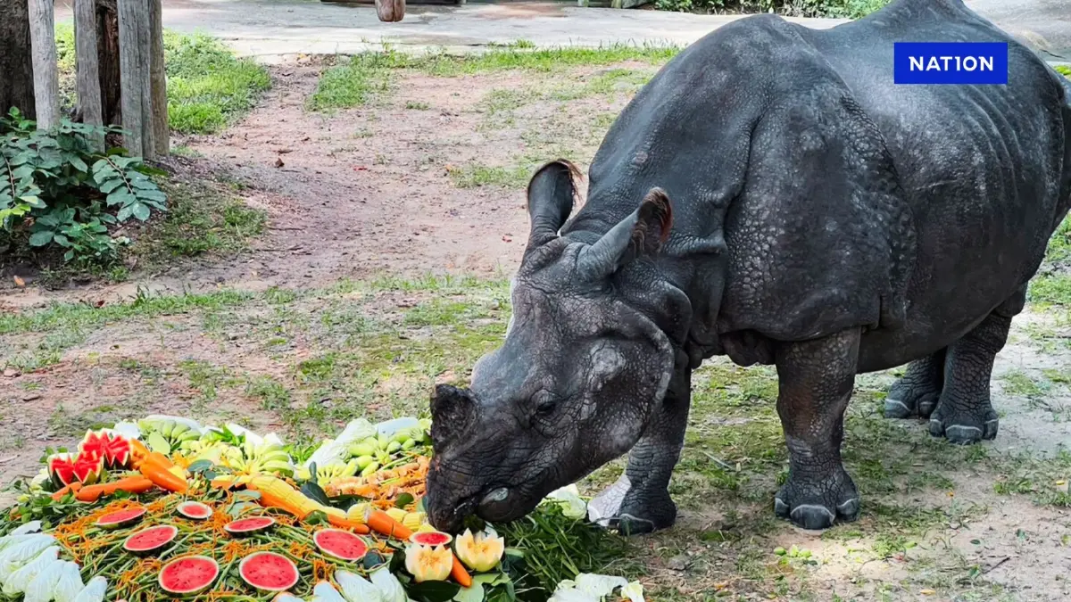สูญเสียแรดอินเดีย หนึ่งเดียวในไทย เผยผลชันสูตรสาเหตุการตาย สูญเสียแรดอินเดีย หนึ่งเดียวในไทย เผยผลชันสูตรสาเหตุการตาย