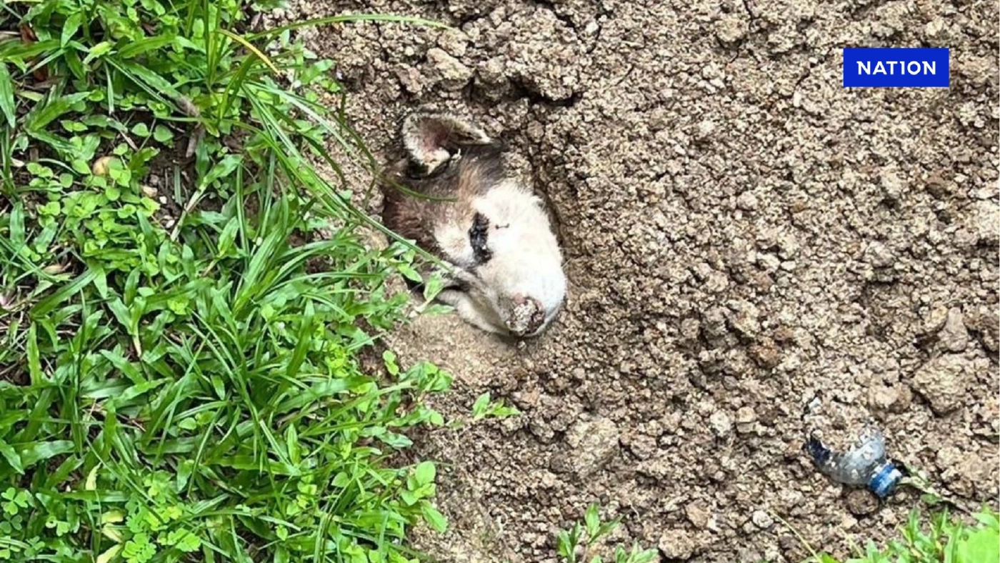 ใจร้าย! ฝรั่งฝังสุนัขทั้งเป็น โผล่หัวร้องขอความช่วยเหลือ