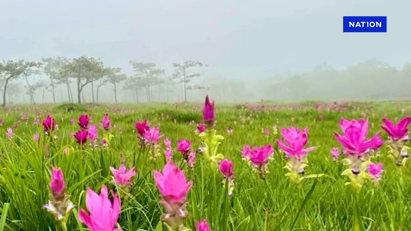 ทางหลวงพาเที่ยวชม 'ทุ่งดอกกระเจียว' มหัศจรรย์ธรรมชาติแห่งฤดูฝน