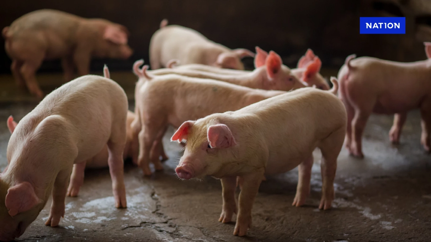 ผู้เลี้ยงหมูอีสานวอนรัฐ 'ถอดหมู' จากบัญชีสินค้านำเข้าสหรัฐฯ