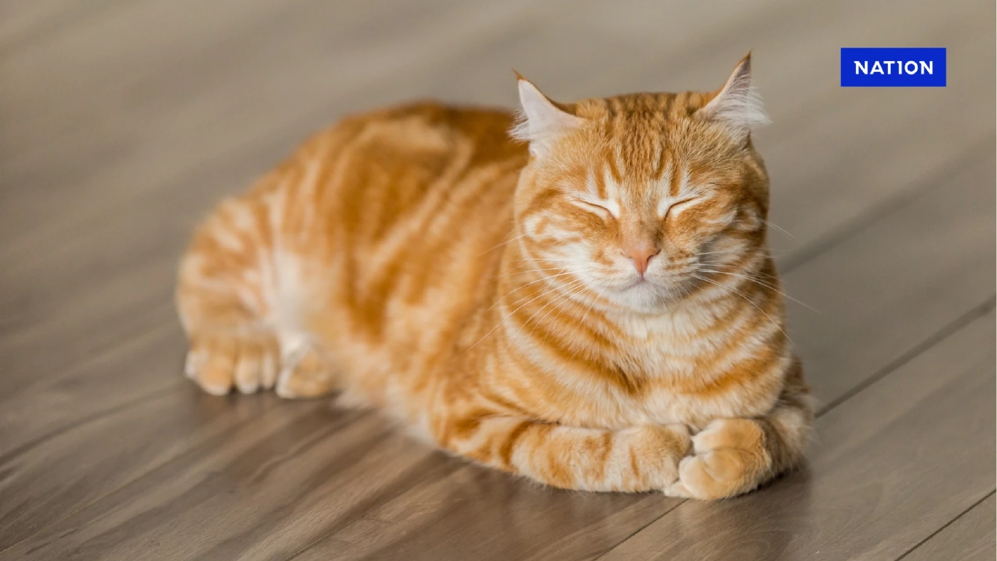 8 สิงหาฯ วันแมวสากล ไทยมีประชากรแมว เป็นอันดับ14 ของโลก 8 สิงหาฯ วันแมวสากล ไทยมีประชากรแมว เป็นอันดับ14 ของโลก