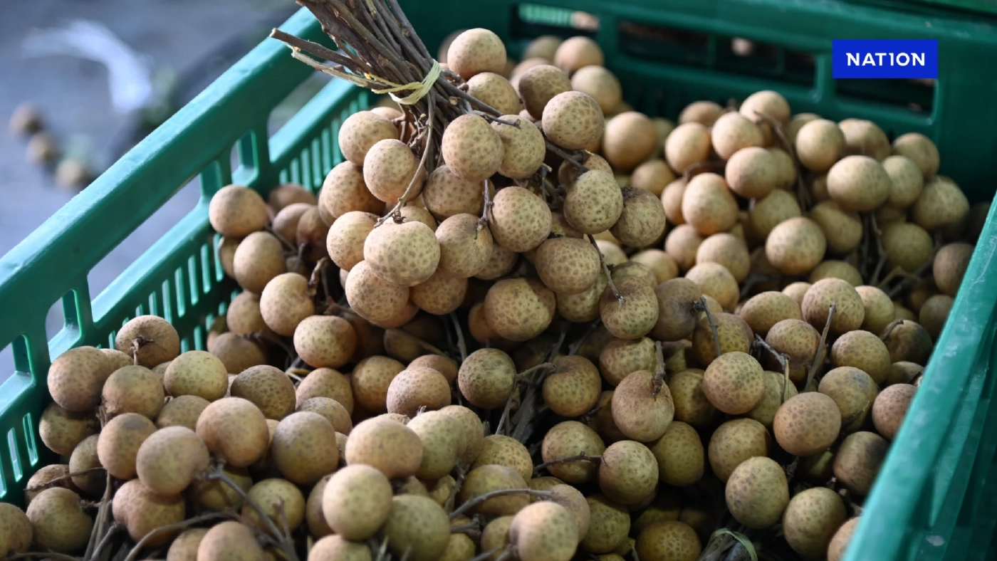 พาณิชย์เดินหน้าพยุงราคาลำไย ดึงโรงอบรับซื้อ 100,000 ตัน