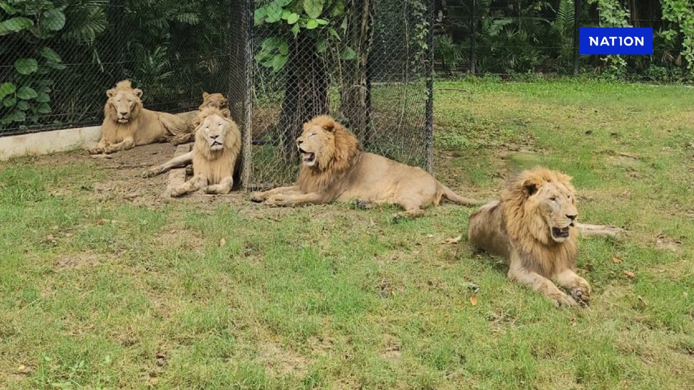ผู้การนิติเวช เผยผลชันสูตร พนง.สวนสัตว์ถูกสิงโตทำร้าย ผู้การนิติเวช เผยผลชันสูตร พนง.สวนสัตว์ถูกสิงโตทำร้าย