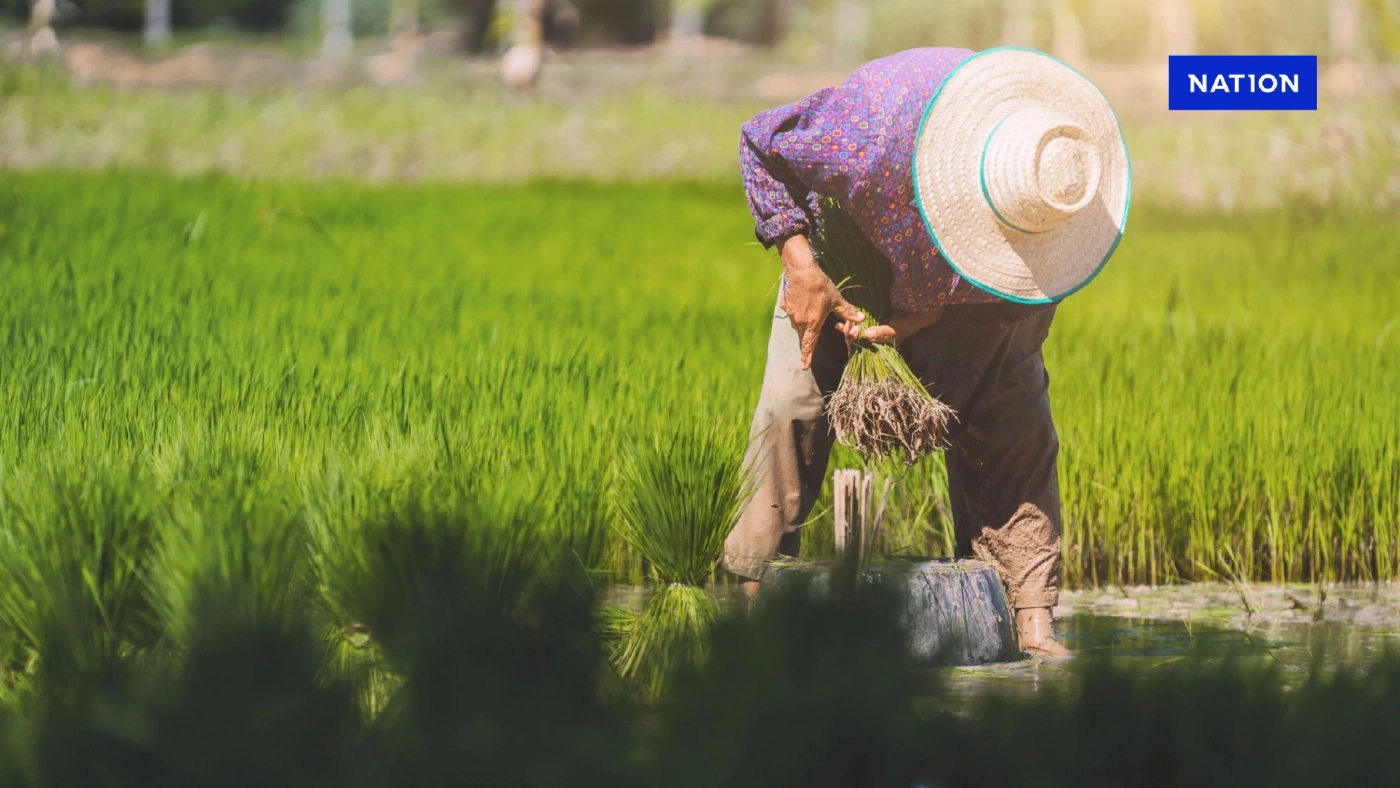 ธ.ก.ส. โอนเงินช่วยชาวนาปลูกข้าวนาปรัง-นาปี ไร่ละพัน 2.48 ล้านราย