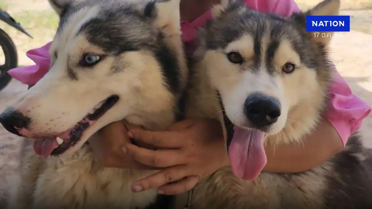 ชาวบ้านชายแดน ห่วงน้องหมาสุดรัก ประกาศหาบ้านใหม่ให้น้อง