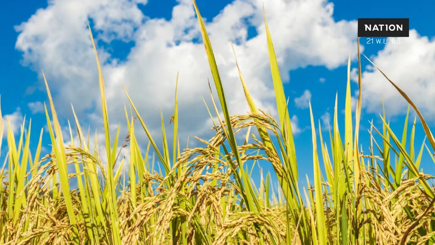 ตลาดข้าวคึกคัก ข้าวหอมดีดแตะ 16,000 บาท/ตัน รับมาตรการ นบข.