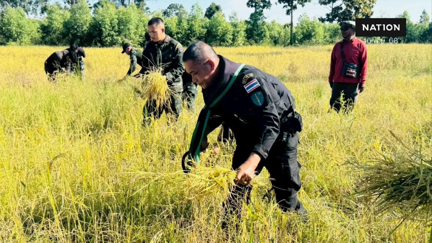 เปิดคลิป! ทหารเคียงข้างประชาชน ทุกย่างก้าวในพื้นที่อ่อนไหว ช่วยเก็บเกี่ยวข้าวอย่างปลอดภัย