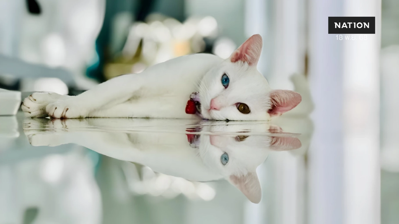 ทาสแมวเฮ! ครม.ไฟเขียว ''5 สายพันธุ์แมวไทย'' เป็นเอกลักษณ์ประจำชาติ