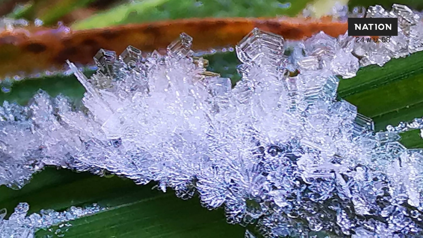 มาแล้ว “เหมยขาบ” ครั้งแรกฤดูหนาวปีนี้ ดอยอินทนนท์ อุณหภูมิลดฮวบ เหลือ 4 องศาฯ