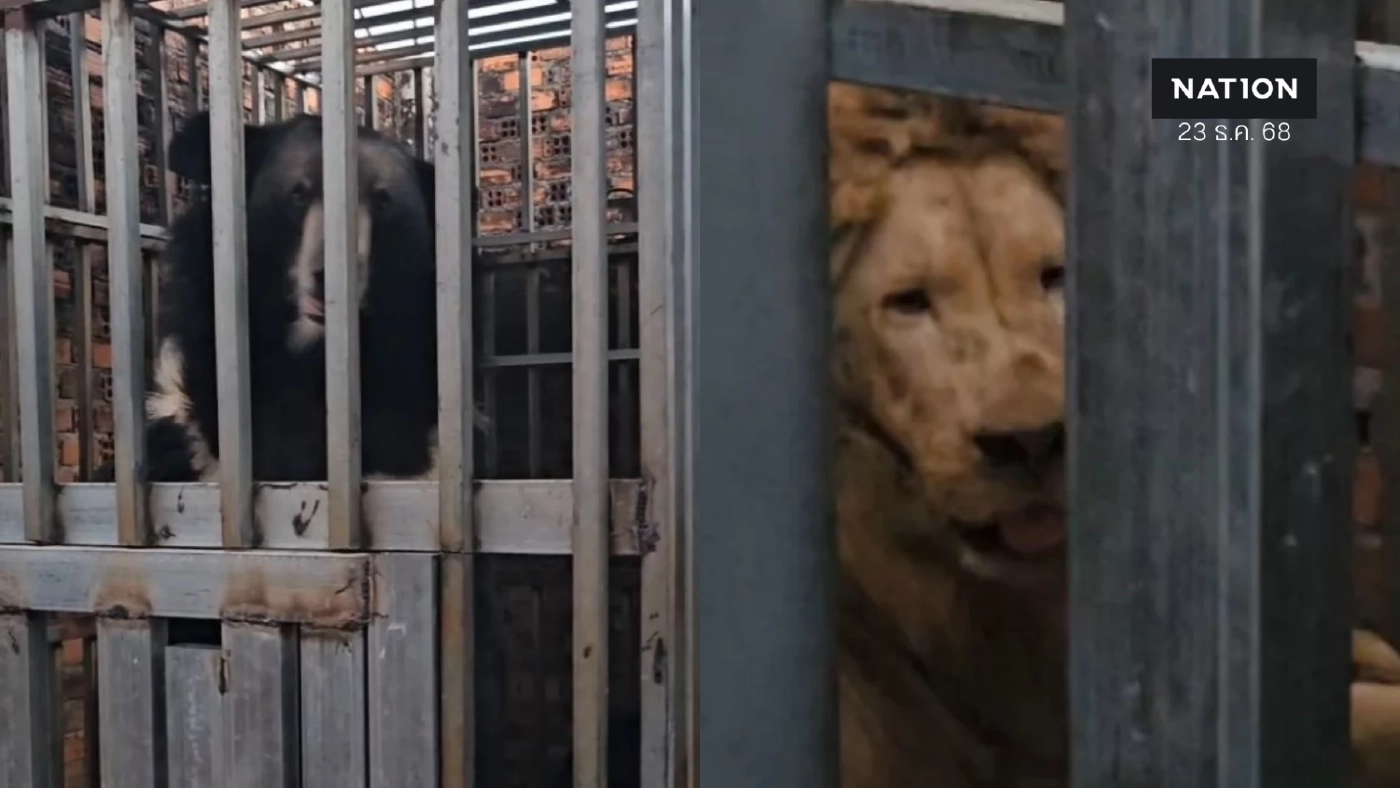 นย.บุกกาสิโน "ทมอดา" ช่วย "สิงโต-หมี" เจ้าของหนีเหตุปะทะชายแดนทิ้งหิวโซหลายวัน (มีคลิป)