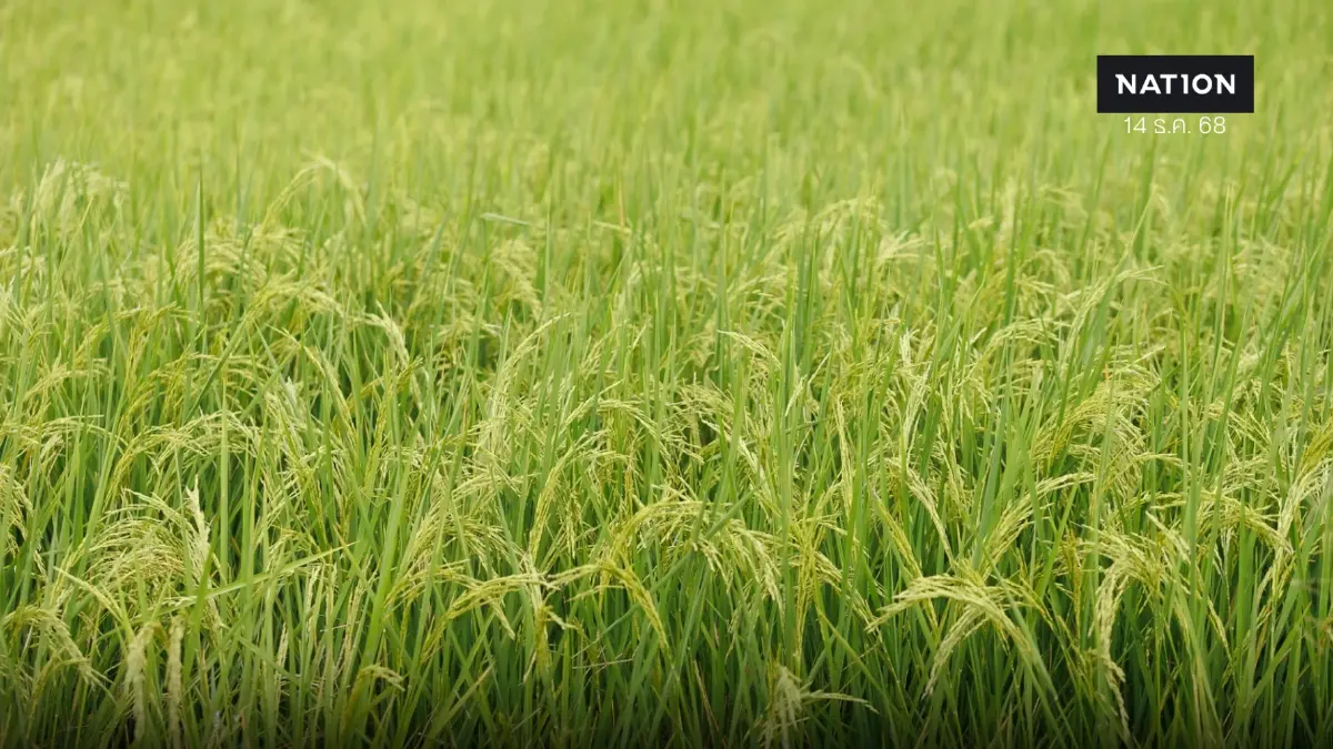 พาณิชย์เปิดตัวระบบคาดการณ์ผลผลิตข้าวนาปี รับมือผลผลิตช่วงพีค พาณิชย์เปิดตัวระบบคาดการณ์ผลผลิตข้าวนาปี รับมือผลผลิตช่วงพีค