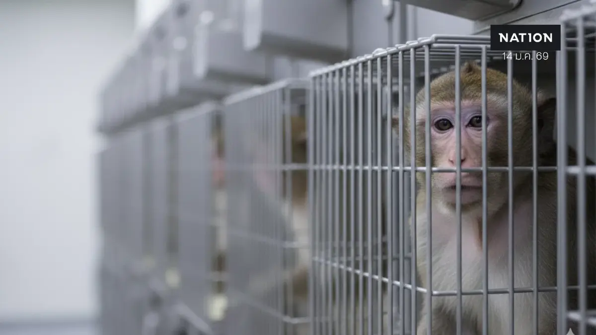 ยักษ์ใหญ่สหรัฐฯ ทุ่ม 1.7 หมื่นล้าน ฮุบกิจการฟาร์มลิงกัมพูชา หวังคุมแหล่งผลิตสัตว์ทดลองยาระดับโลก