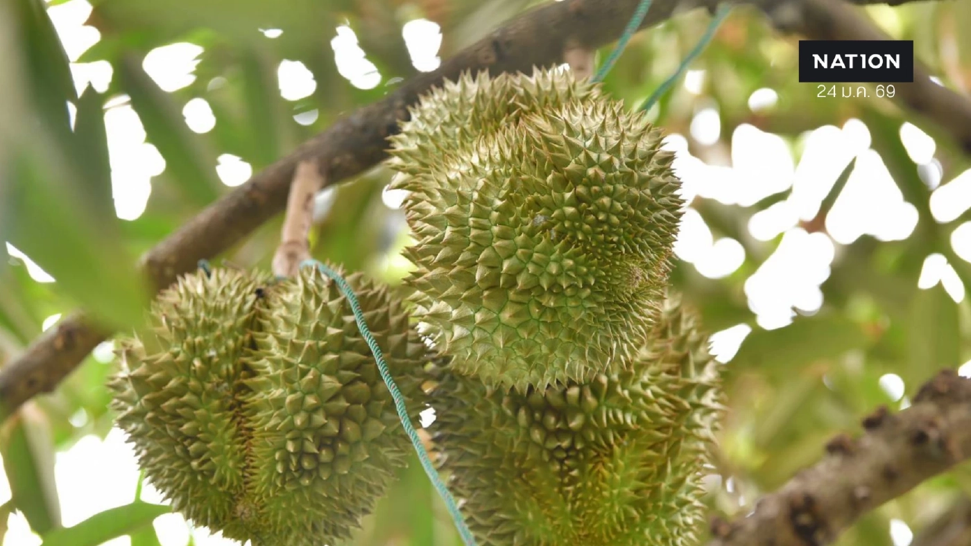 พาณิชย์เกาะติดผลผลิตทุเรียนไทย ปั้นภาพลักษณ์ดันรายได้เกษตรกร