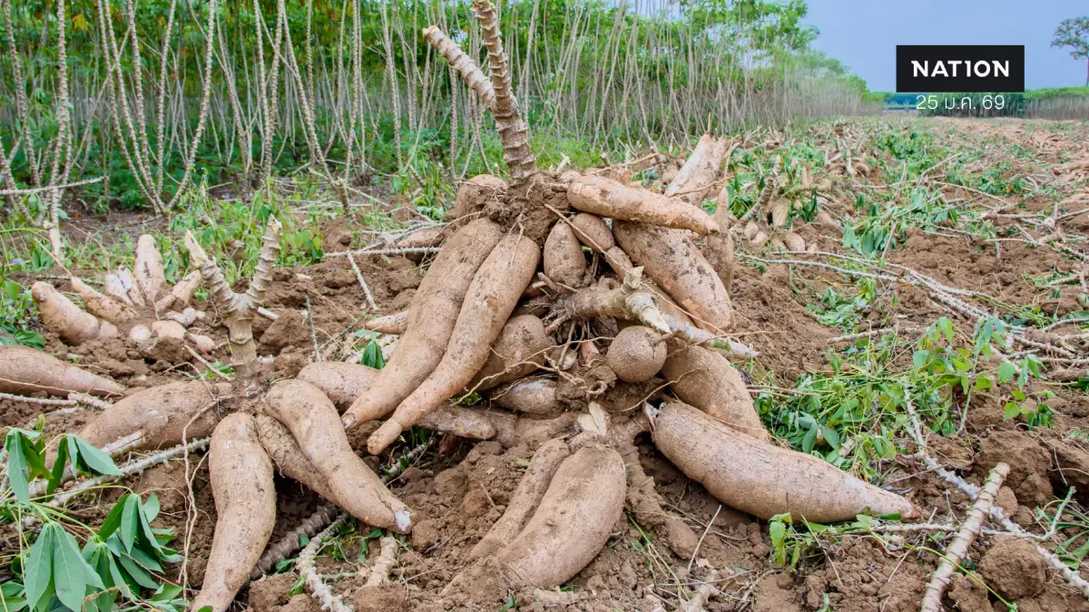 พาณิชย์ปลื้มส่งออกมันสำปะหลังทะลุเป้า 8.25 ล้านตัน เพิ่มขึ้น 26% พาณิชย์ปลื้มส่งออกมันสำปะหลังทะลุเป้า 8.25 ล้านตัน เพิ่มขึ้น 26%