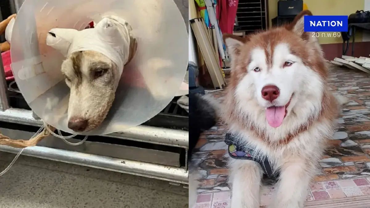 สลด! "น้องมอลลี่" ไซบีเรียนเหยื่อราดน้ำมันเผาทั้งเป็นสิ้นใจแล้ว