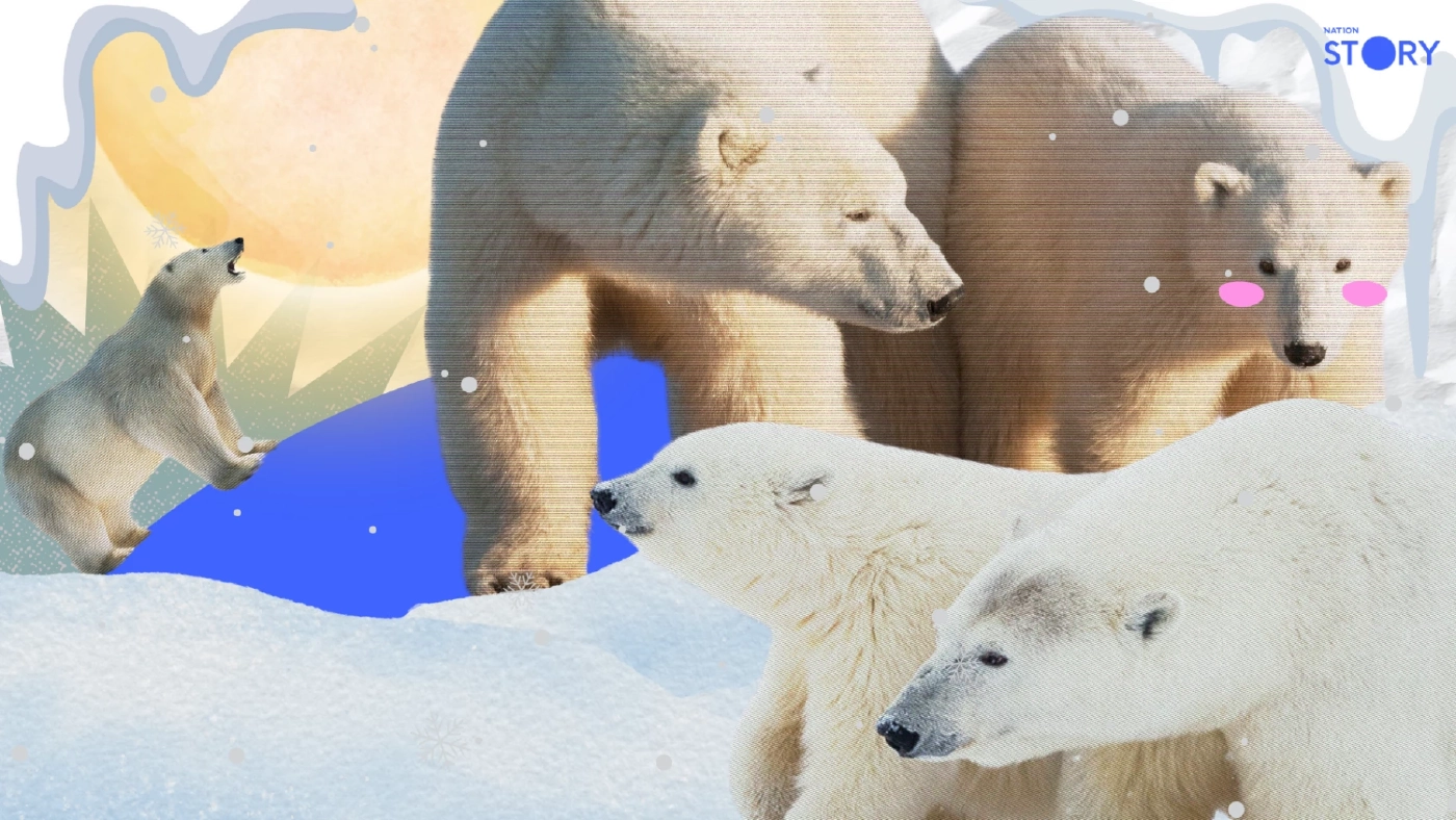 หมีขั้วโลกสฟาลบาร์อ้วนขึ้น! นักวิทย์เผยทริค "เปลี่ยนเมนู" ล่าสัตว์บกสู้โลกร้อน