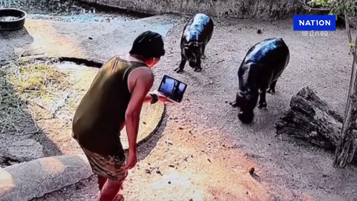 ดรามาสนั่น นักท่องเที่ยวหิวคอนเทนต์ โดดลงบ่อ "หมูเด้ง"